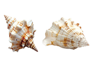 Fototapeta premium Seashell isolated on transparent background