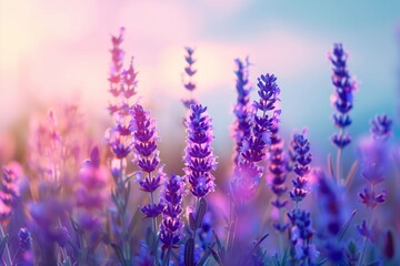 Obraz premium Lavender Sky Blue Gradient Art
