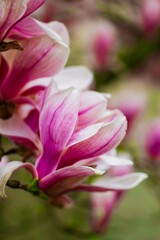 Pink magnolia blossom