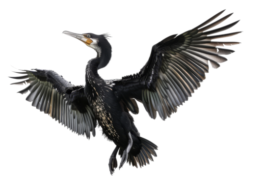Realistic Anhinga Bird Graphic Isolated on Transparent Background