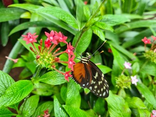 butterfly on flower