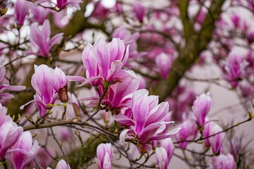 Pink magnolia blossom