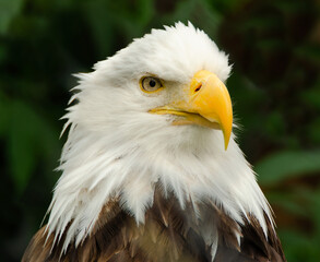 Bald Eagle 02