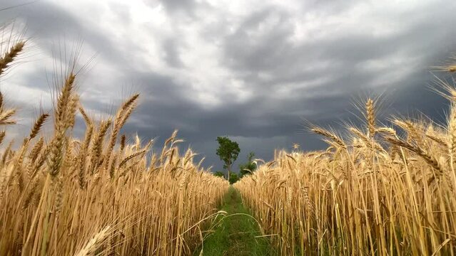 Summer wheat field and thunderstorm clouds. Ears of wheat swaying from the gentle wind with blue sky.