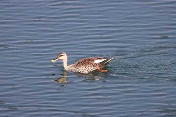 This beautiful image captures an Indian Spot-billed Duck gliding gracefully through tranquil wetlands. The duck's distinctive spotted bill and vibrant plumage are highlighted against the serene water,