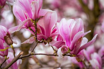 Obraz premium Pink magnolia blossom