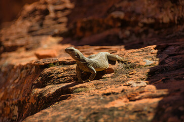 Chuckwalla Lizard 04 Valley of Fire Nevada