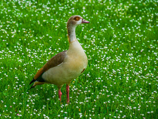Egyptian goose standing in the flowering green lawn