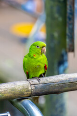 Colorful Ara and Blue Macaw parrots in a bird park tropical jungle forest in Brazil. Birds of South America nice parrots in the cage and flying free in the wild nature. Exotic bird in the amazon
