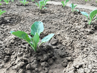 cabbage growing on a bed in a vegetable garden