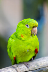 Colorful Ara and Blue Macaw parrots in a bird park tropical jungle forest in Brazil. Birds of South America nice parrots in the cage and flying free in the wild nature. Exotic bird in the amazon