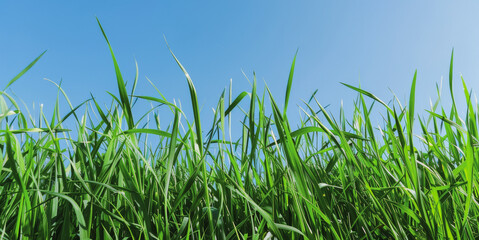 Obraz premium Fresh green grass against clear blue sky