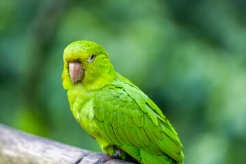 Colorful Ara and Blue Macaw parrots in a bird park tropical jungle forest in Brazil. Birds of South America nice parrots in the cage and flying free in the wild nature. Exotic bird in the amazon