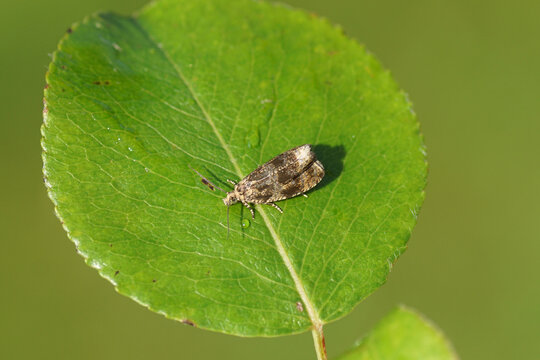Close up Common marble, Dark Strawberry Tortrix (Celypha lacunana), family tortrix moths on a pear leaf.. Spring, May, Dutch garden