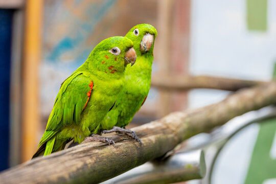 Colorful Ara and Blue Macaw parrots in a bird park tropical jungle forest in Brazil. Birds of South America nice parrots in the cage and flying free in the wild nature. Exotic bird in the amazon