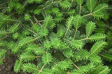 texture of conifer branches as background, sustainability concept, young needles as background close-up 