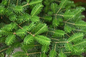 Christmas tree branch texture close-up, pine branch texture 