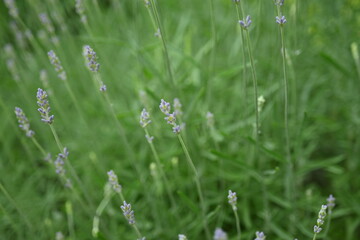 close-up lavender buds as background, green lavender bushes with flowers 