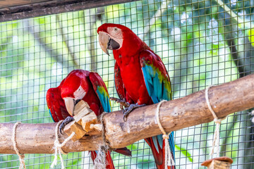 Colorful Ara and Blue Macaw parrots in a bird park tropical jungle forest in Brazil. Birds of South...