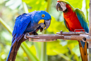Colorful Ara and Blue Macaw parrots in a bird park tropical jungle forest in Brazil. Birds of South America nice parrots in the cage and flying free in the wild nature. Exotic colorful birds