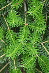 green branches of a Christmas tree as a background, green branches of a pine tree as a backdrop