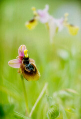 Hybrid orchid (Ophrys x heraultii) beteewn Sawfly orchidea (Ophrys tenthredinifera) and speculum orchid (Orphys speculum) Sardinia, Italy