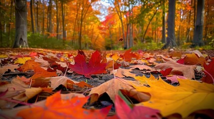 Autumn forest maple leaves fall on ground