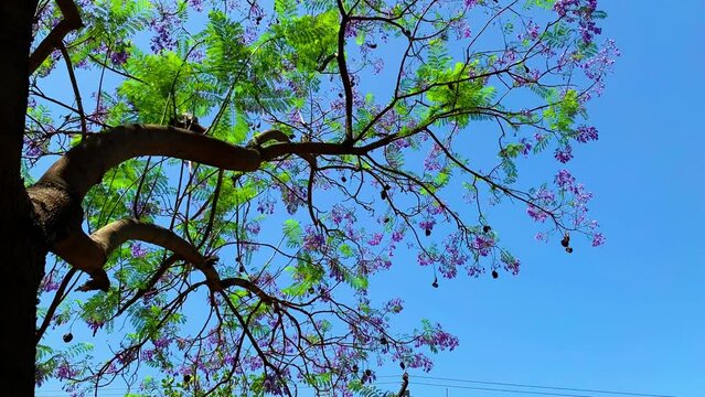 A tree with beautiful purple spring flowers blooming against a blue sky, waving in the wind on a sunny day.