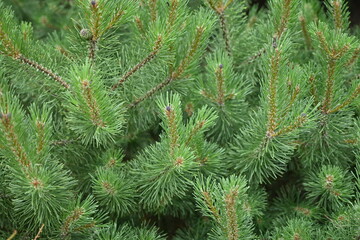 Christmas tree branch texture close-up, pine branch texture 