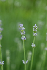 close-up lavender buds as background, green lavender bushes with flowers