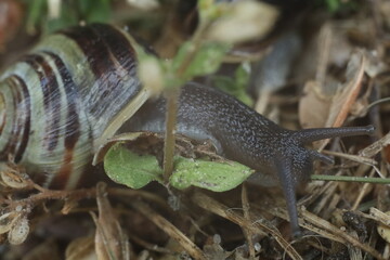 ślimak © marek