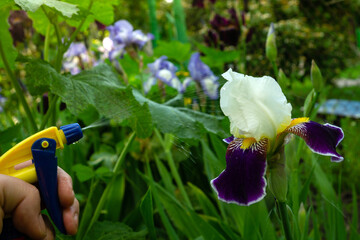 Spraying flowers in the garden with a sprayer against pests and bacterial diseases for beautiful...