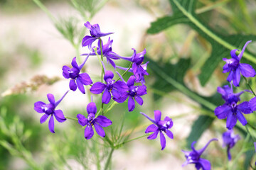 Consolida regalis blooms in the field