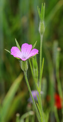 The poisonous weed Agrostemma githago grows among cereal crops