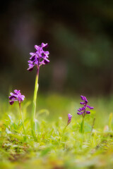 long-horned orchis (Orchis longicornu), blooming, Italy, Sardegna Bolotana, Nuoro, Sardinia, Italy
