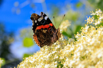 Admiral butterfly on blooming elderberry flowers against blue sky © Svitlana
