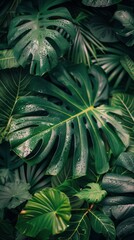 Obraz premium Close Up of Lush Green Tropical Leaves With Dew Drops