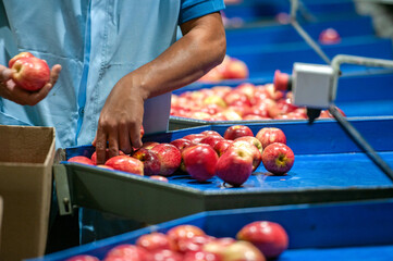 Worker's hands sorting apples at a distribution center in Rio Grande do Sul, Brazil