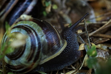 ślimak © marek
