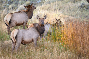 A small herd of elk grazing in the fall grasses at Yellowstone National Park.
