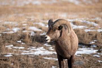 Portrait of a Big Horn Sheep in Yellowstone National Park in winter.