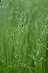 green grass, green spring spikelets close up, sustainable development concept