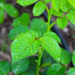 rain drops on a green leaf of rose