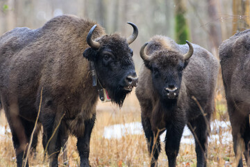 European Bison(Bison bonasus) in wintertime forest