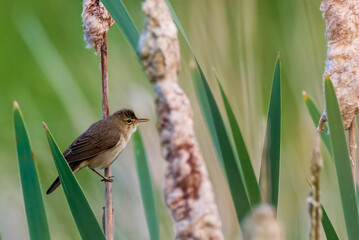 Common Reed Warbler(Acrocephalus scirpaceus) among bulrush blades