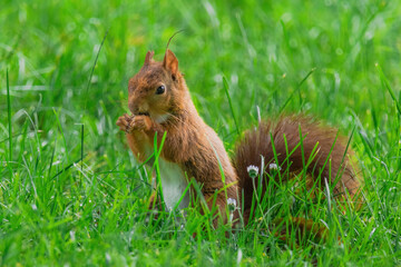 cute young squirrel playing on green meadow at park
