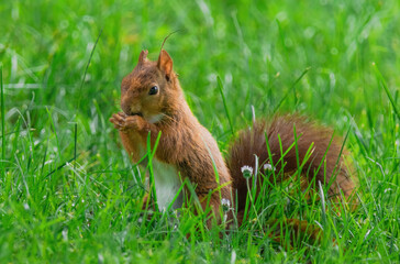 cute young squirrel playing on green meadow at park