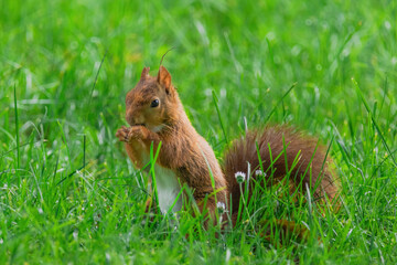 cute young squirrel playing on green meadow at park