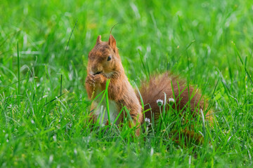 cute young squirrel playing on green meadow at park