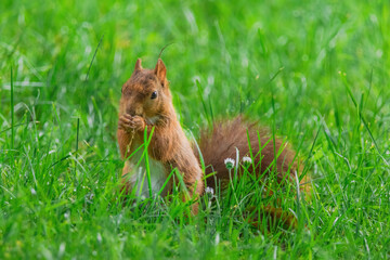 cute young squirrel playing on green meadow at park